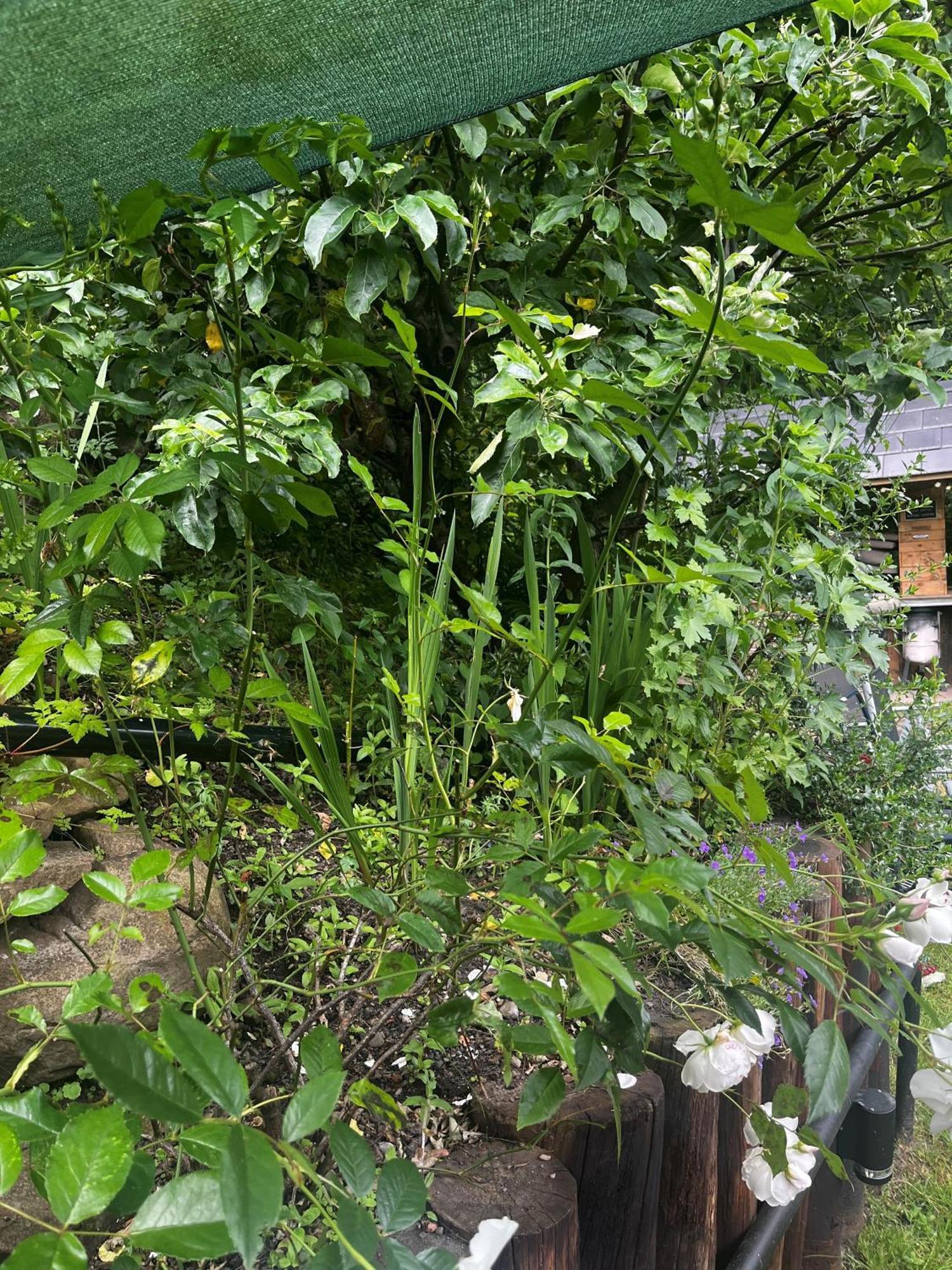 Appartement Shed Gwely